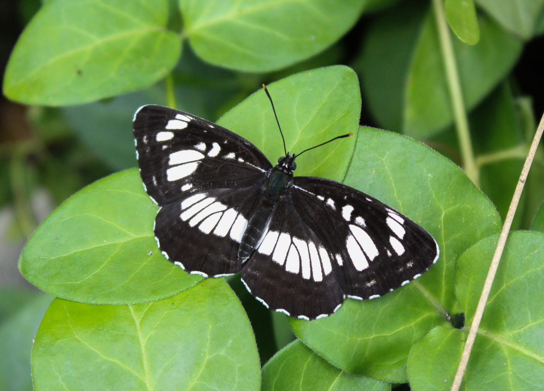 Neptis rivularis - nagy fehérsávoslepke