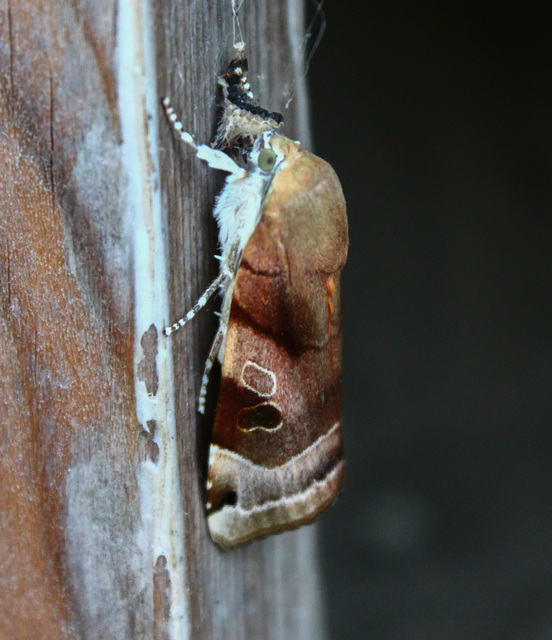 Noctua fimbriata - szélessávú sárgafűbagoly