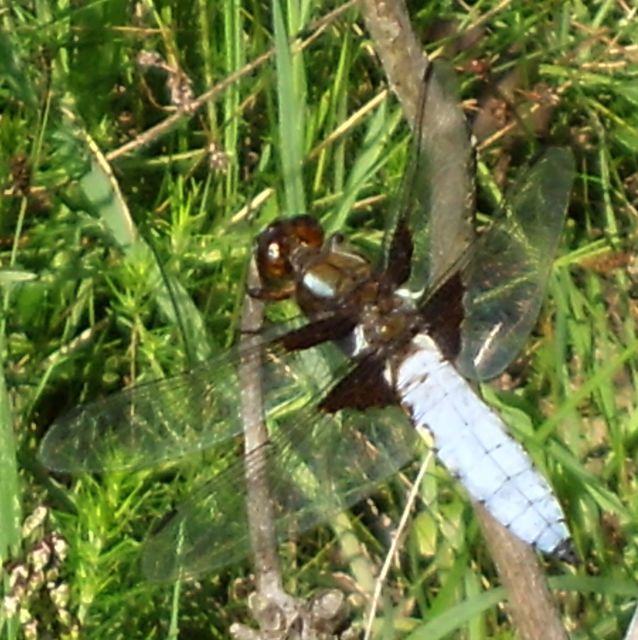 Libellula depressa - széles laposacsa