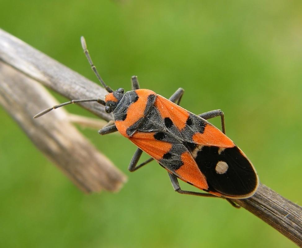 Lygaeus equestris/simulans