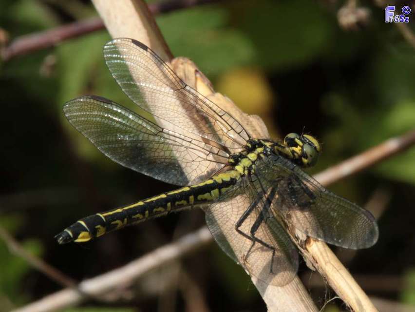 Gomphus vulgatissimus - feketelábú folyami-szitakötő