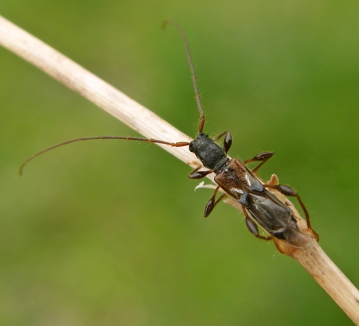 Molorchus minor - kis légycincér