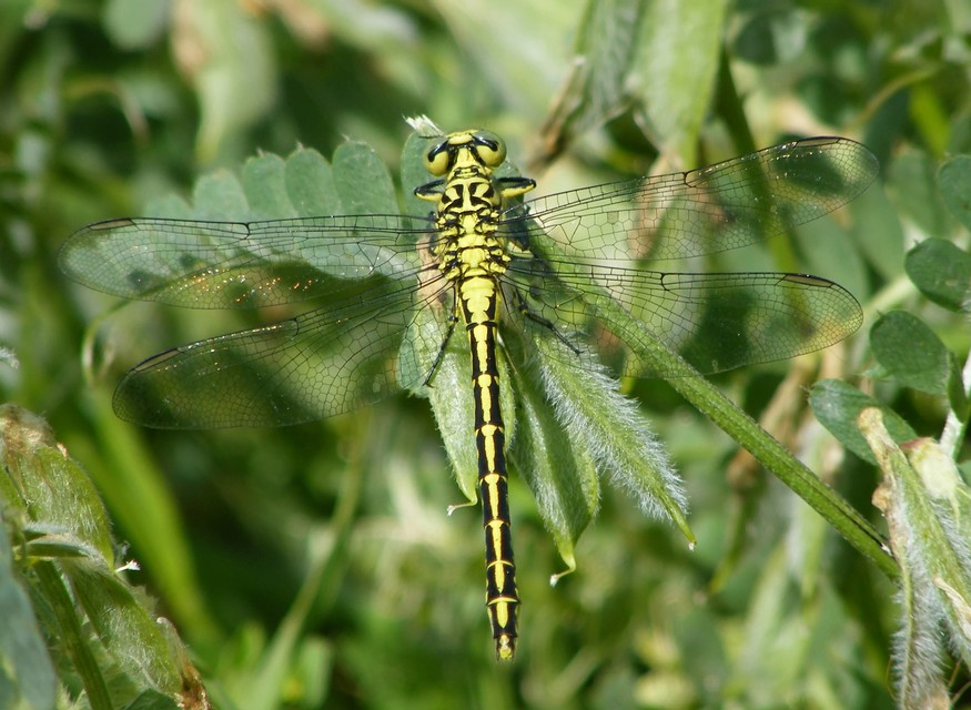 Gomphus flavipes - sárgalábú folyami-szitakötő