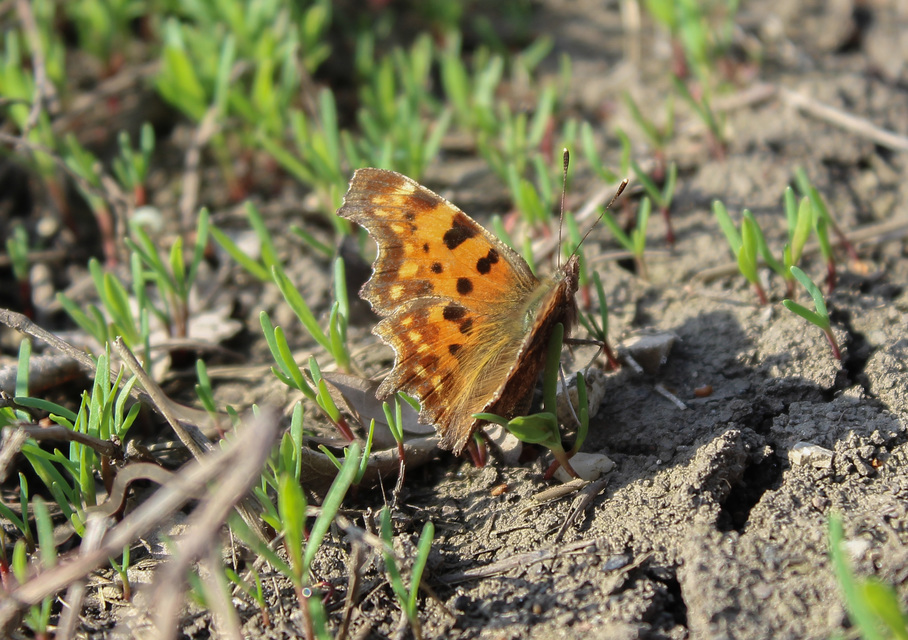 Nymphalis c-album - C-betűs lepke