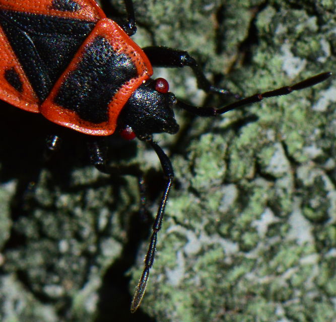 Pyrrhocoris apterus - verőköltő poloska