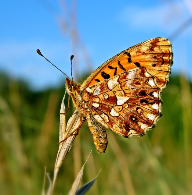 Boloria dia - kis gyöngyházlepke