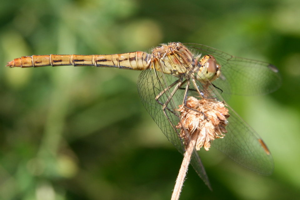 Sympetrum meridionale - fakó katona-szitakötő