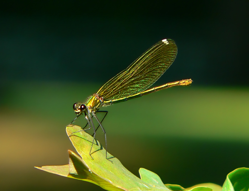 Calopteryx splendens - sávos szitakötő