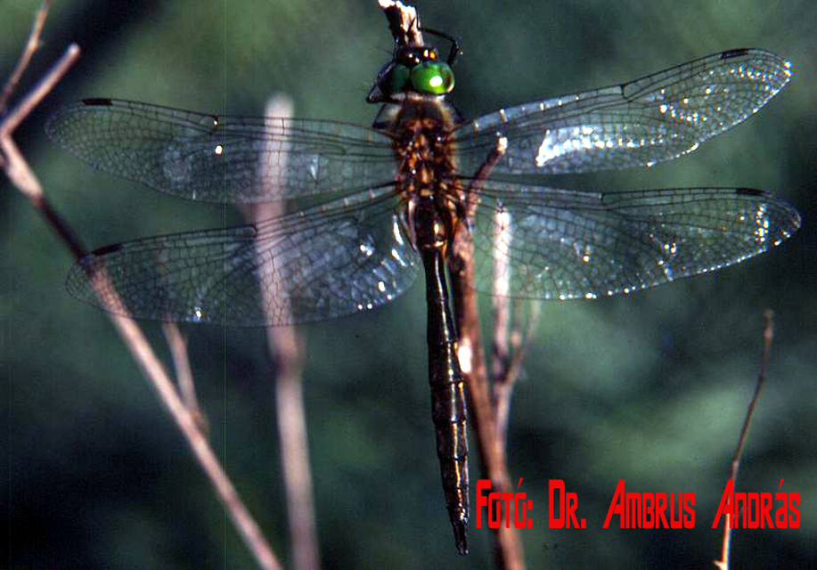 Somatochlora flavomaculata - sárgafoltos smaragdszitakötő