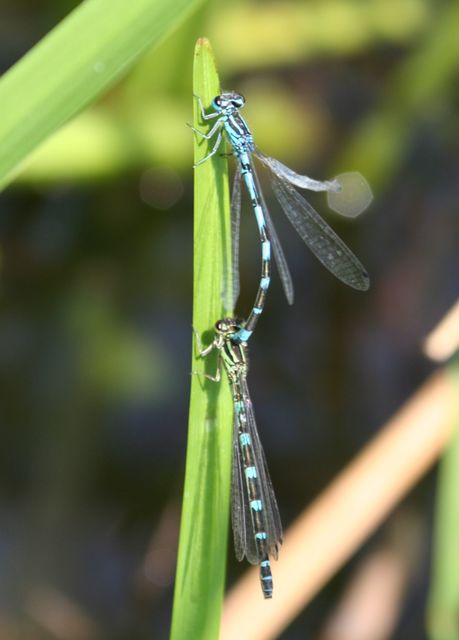 Coenagrion ornatum - díszes légivadász