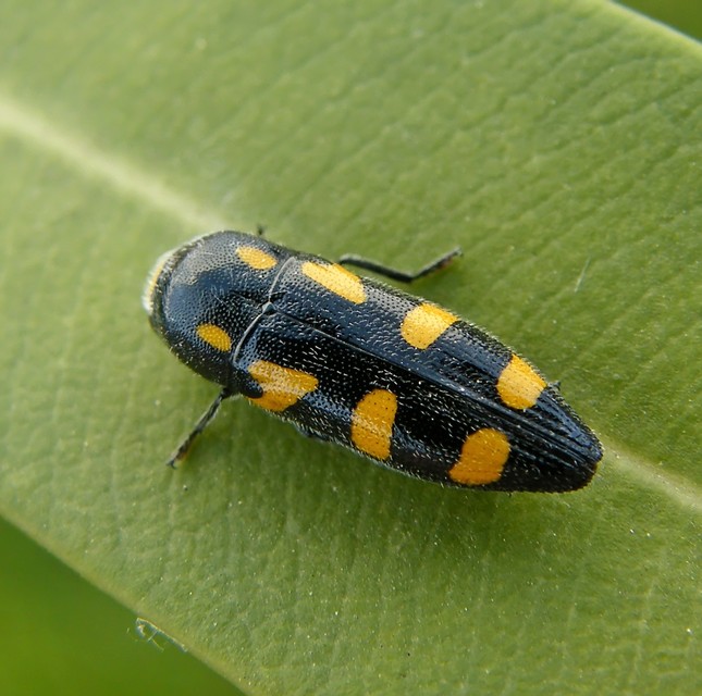 Ptosima undecimmaculata - sárgafoltos díszbogár