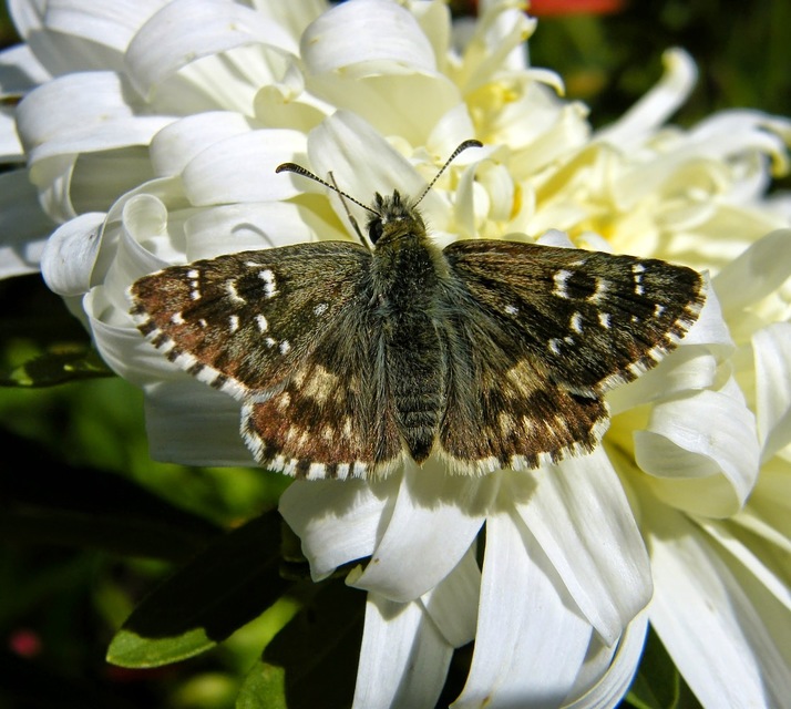 Pyrgus armoricanus - feles busalepke