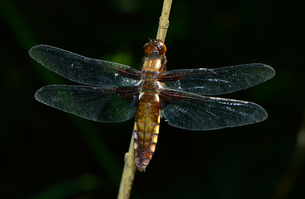 Libellula depressa - széles laposacsa