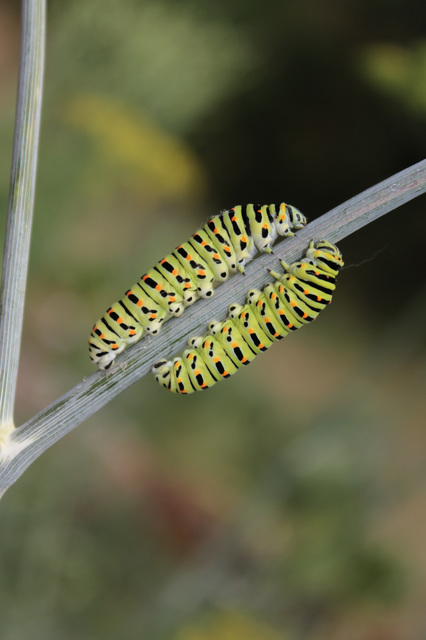 Papilio machaon - fecskefarkú lepke