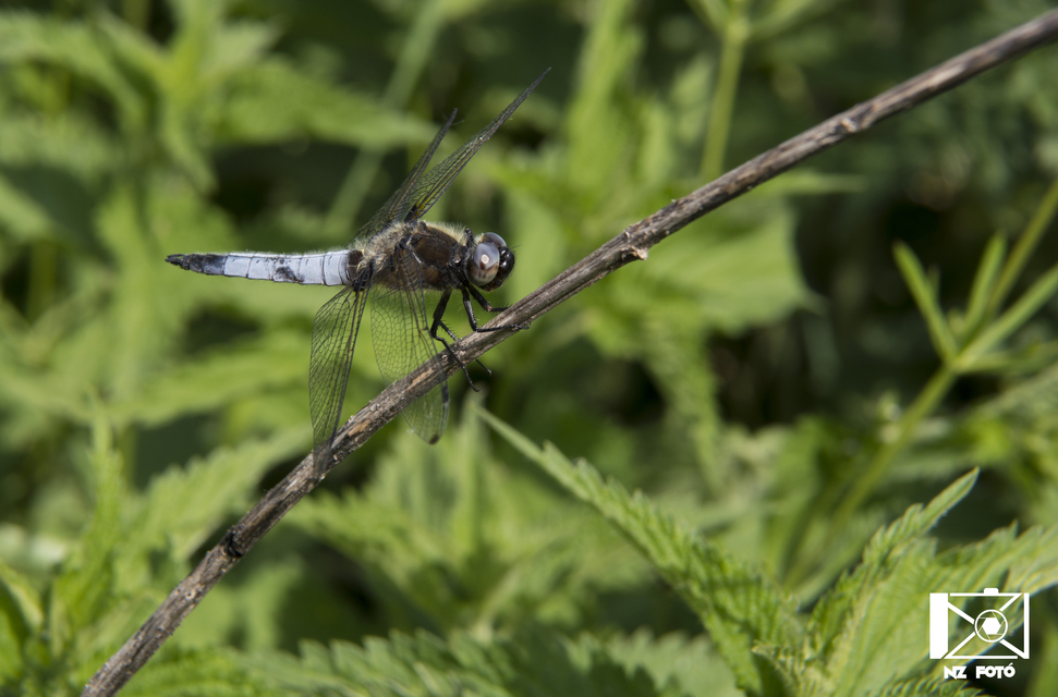 Libellula fulva - kisfoltos laposacsa