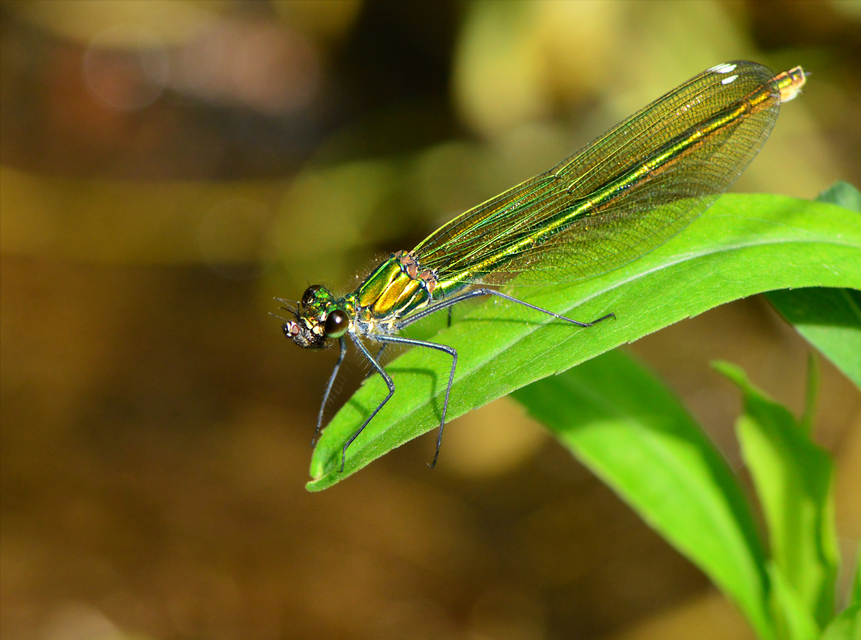 Calopteryx splendens - sávos szitakötő
