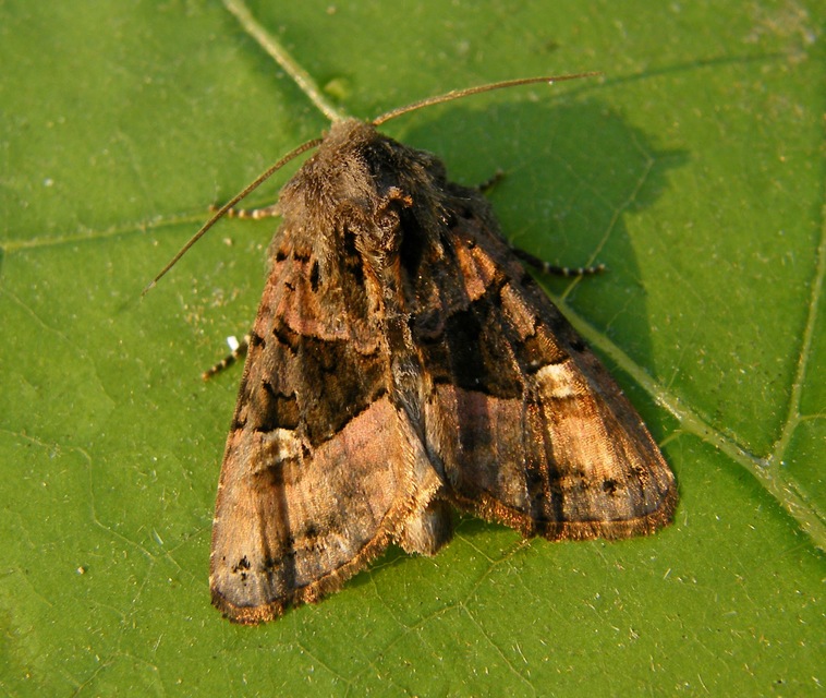 Euplexia lucipara - szeder-csipkésbagoly