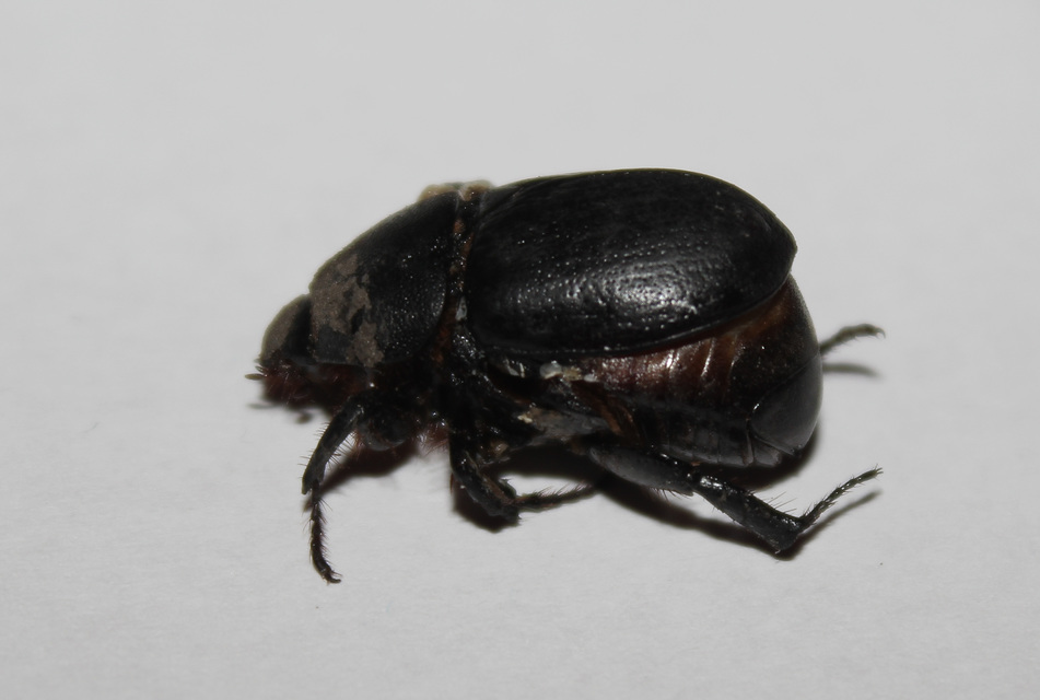 Pentodon idiota - butabogár