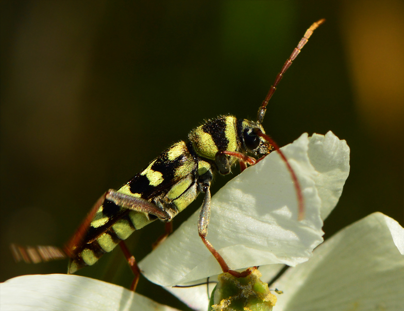 Echinocerus floralis - lucerna-darázscincér