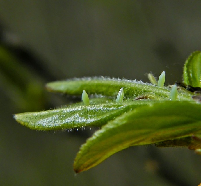 Gonepteryx rhamni - citromlepke