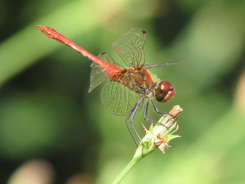 Sympetrum sanguineum - vörös katona-szitakötő