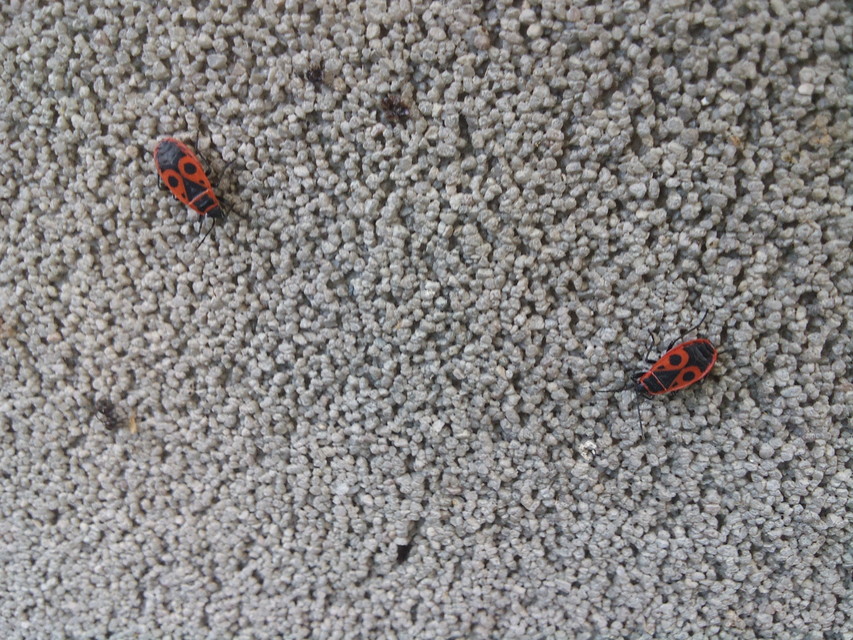 Pyrrhocoris apterus - verőköltő poloska