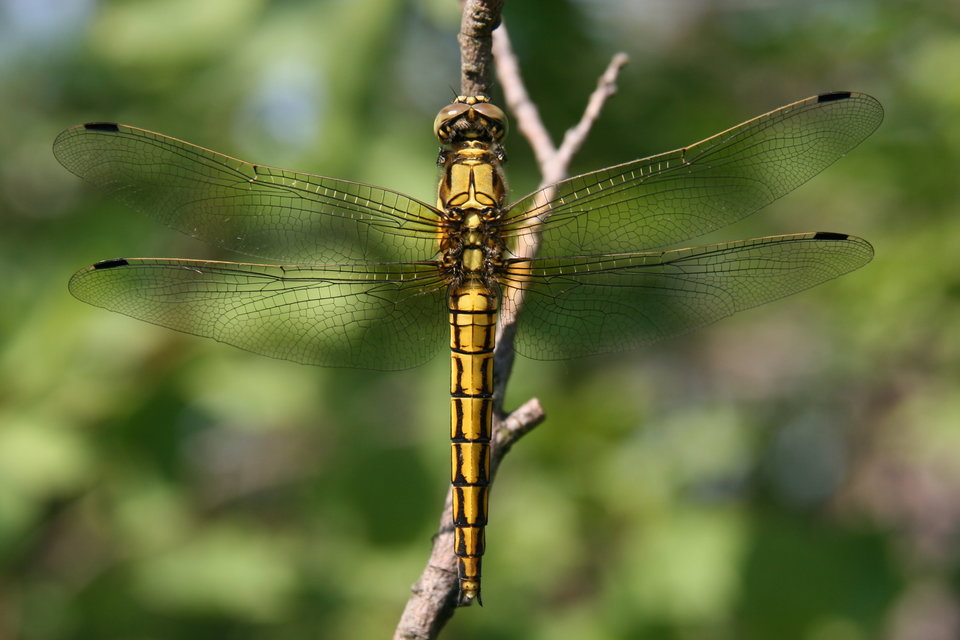 Orthetrum cancellatum - feketefarkú pásztorszitakötő