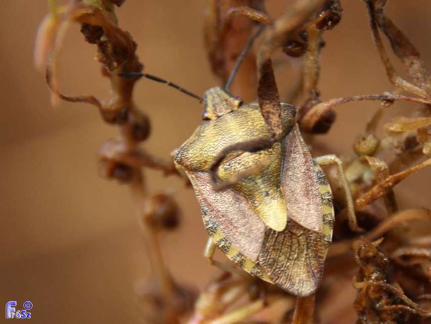 Carpocoris Carpocoris