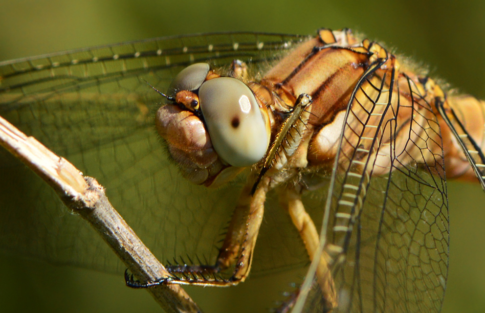 Orthetrum brunneum - pataki pásztorszitakötő