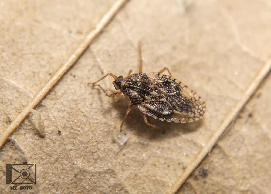 Dictyla humuli - tüdőfű-csipkéspoloska