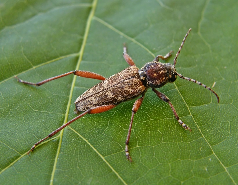 Xylotrechus rusticus - egérszínű darázscincér Xylotrechus rusticus - egérszínű darázscincér