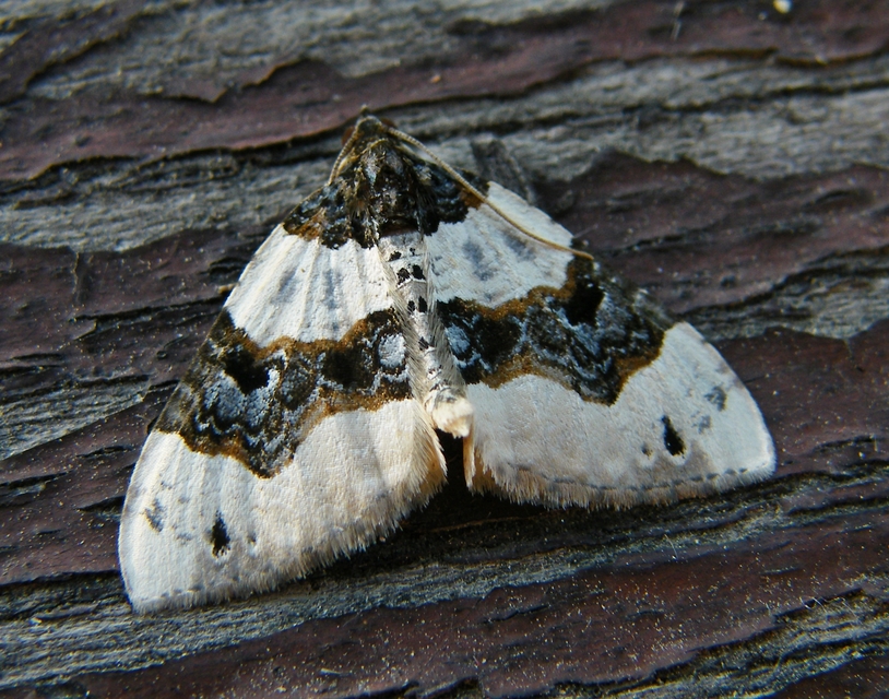 Cosmorhoe ocellata - szemes galajaraszoló
