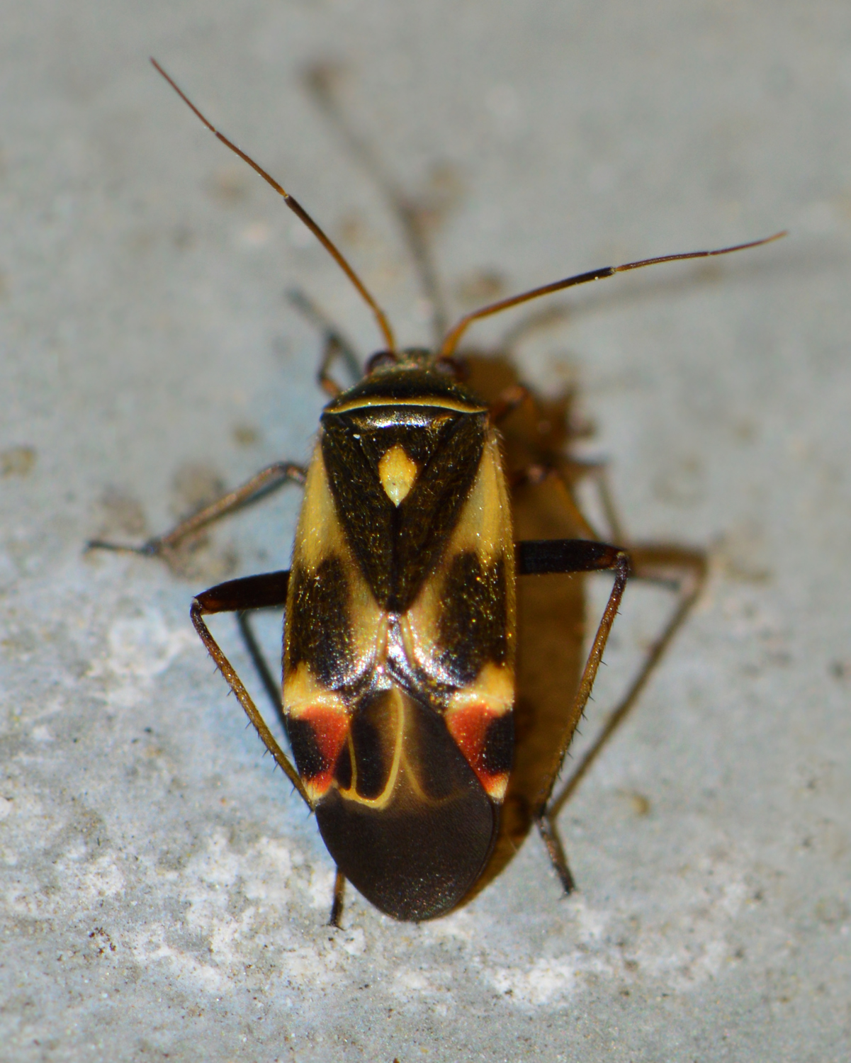 Polymerus unifasciatus - galaj-mezeipoloska