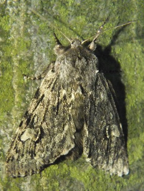 Brachionycha nubeculosa - zömök fésűsbagoly