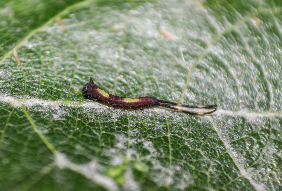 Furcula bifida - kis púposszövő