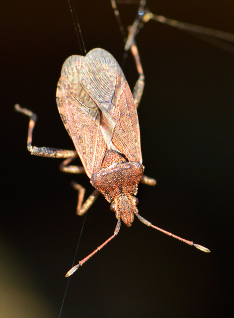 Ceraleptus gracilicornis - tüskéslábú karimáspoloska