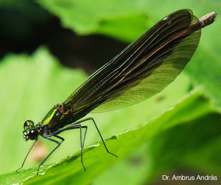 Calopteryx splendens - sávos szitakötő