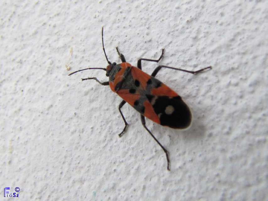 Lygaeus equestris/simulans