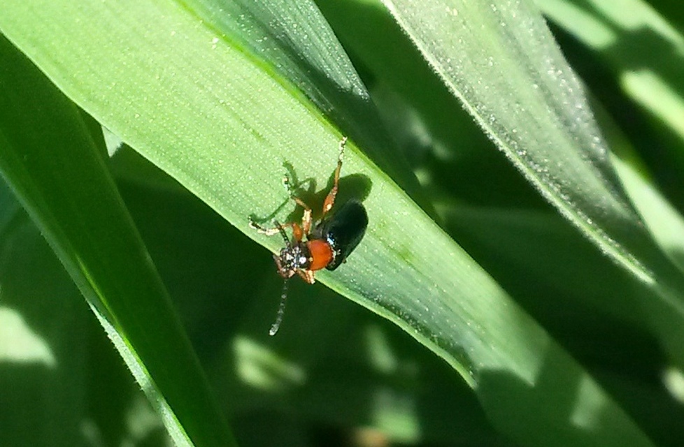 Oulema melanopus/duftschmidi