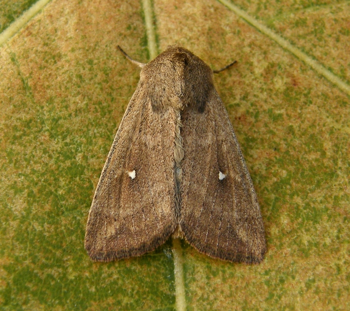 Mythimna albipuncta - fehérpettyes rétibagoly