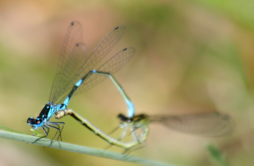 Coenagrion pulchellum - karcsú légivadász