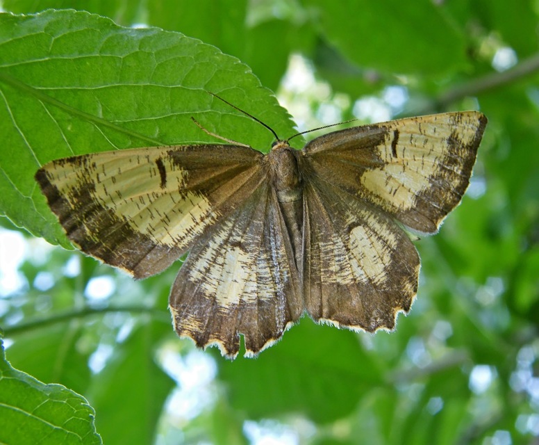 Angerona prunaria - sárga kökényaraszoló