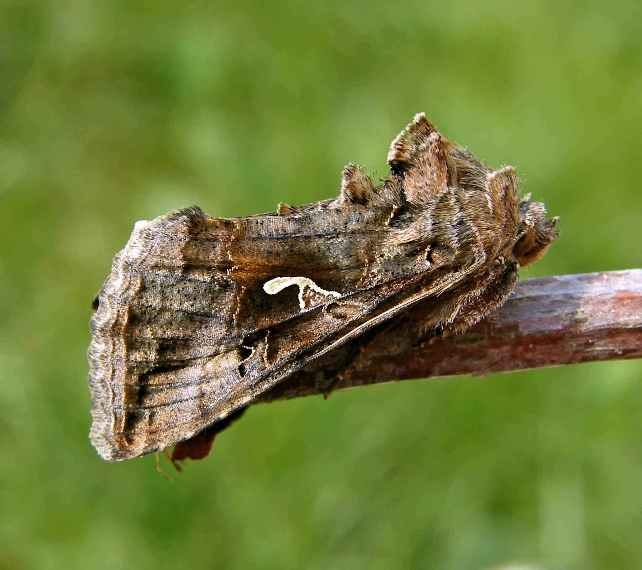 Autographa gamma - gammalepke