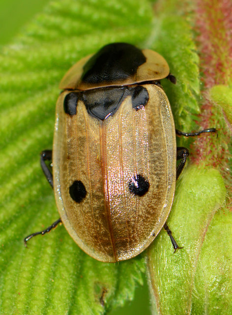 Dendroxena quadrimaculata - négypettyes dögbogár