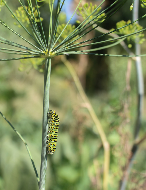 Papilio machaon - fecskefarkú lepke
