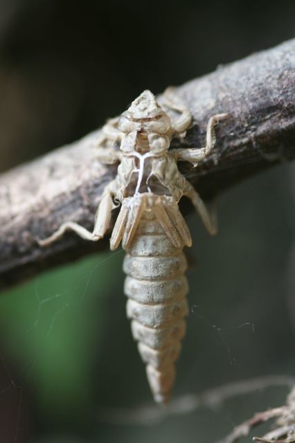 Gomphus flavipes - sárgalábú folyami-szitakötő