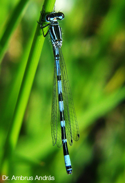 Coenagrion ornatum - díszes légivadász