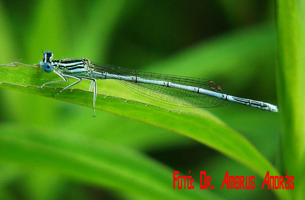 Platycnemis pennipes - széleslábú szitakötő