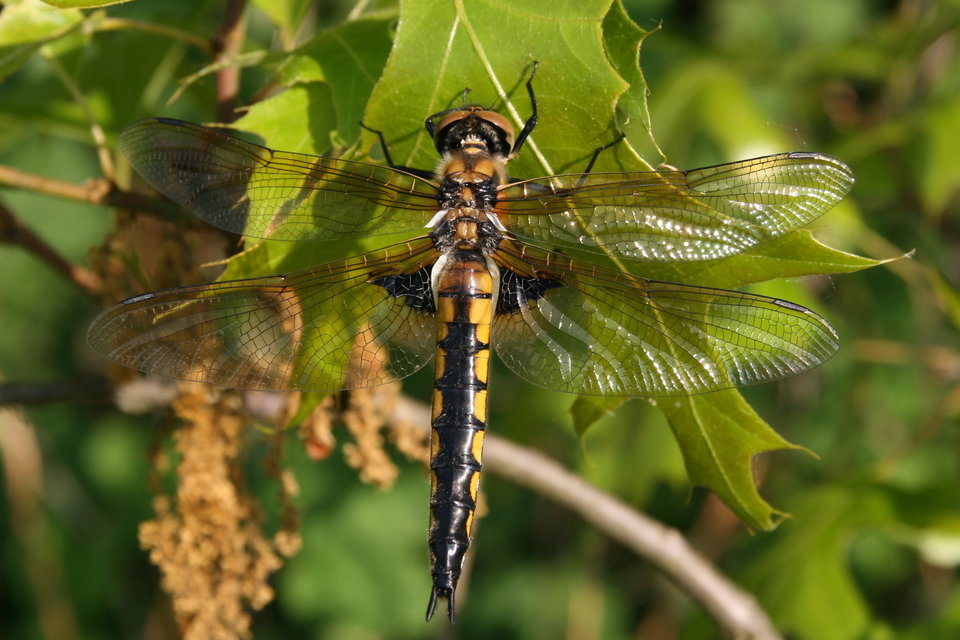 Epitheca bimaculata - kétfoltos sárkányszitakötő