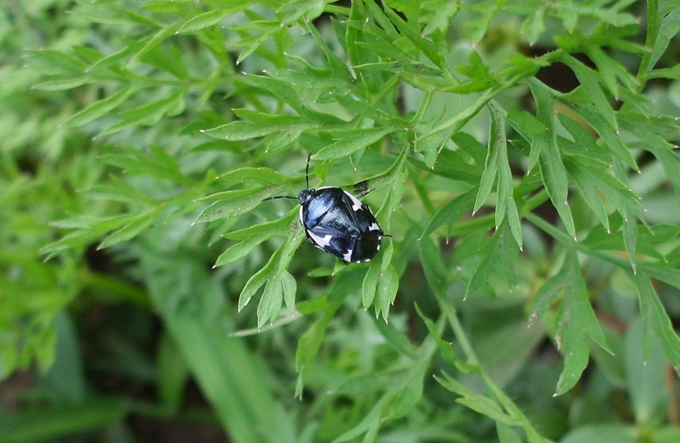 Tritomegas sexmaculatus - hatfoltos földipoloska